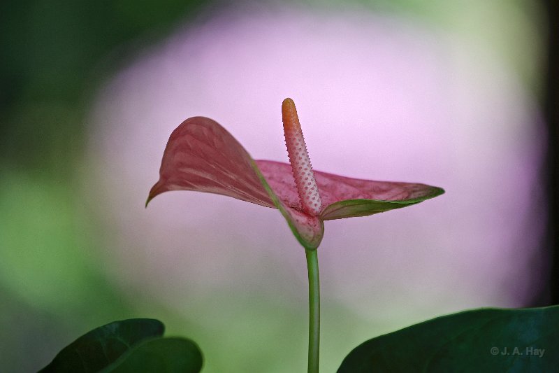  H1P8606 - Version 2